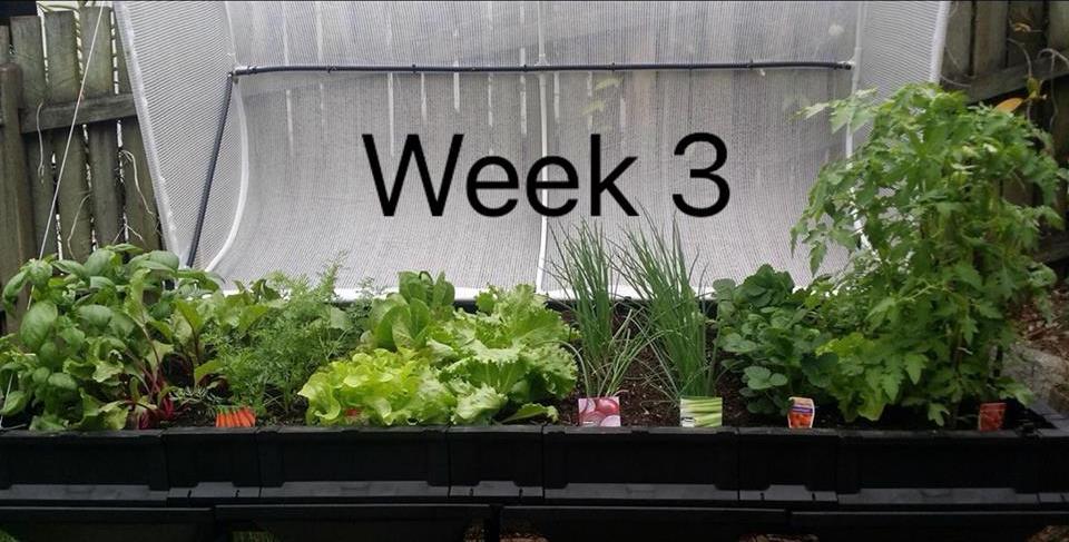 Get Home Grown Vegetables In 3 Weeks!