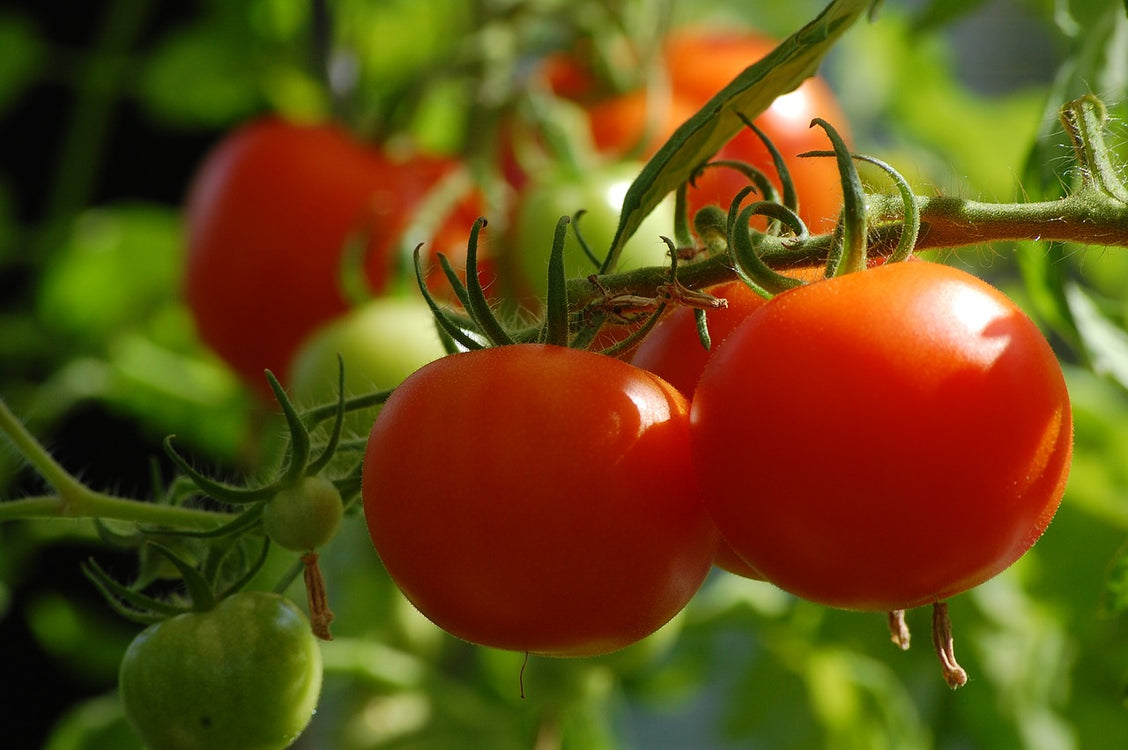 What To Grow In Summer