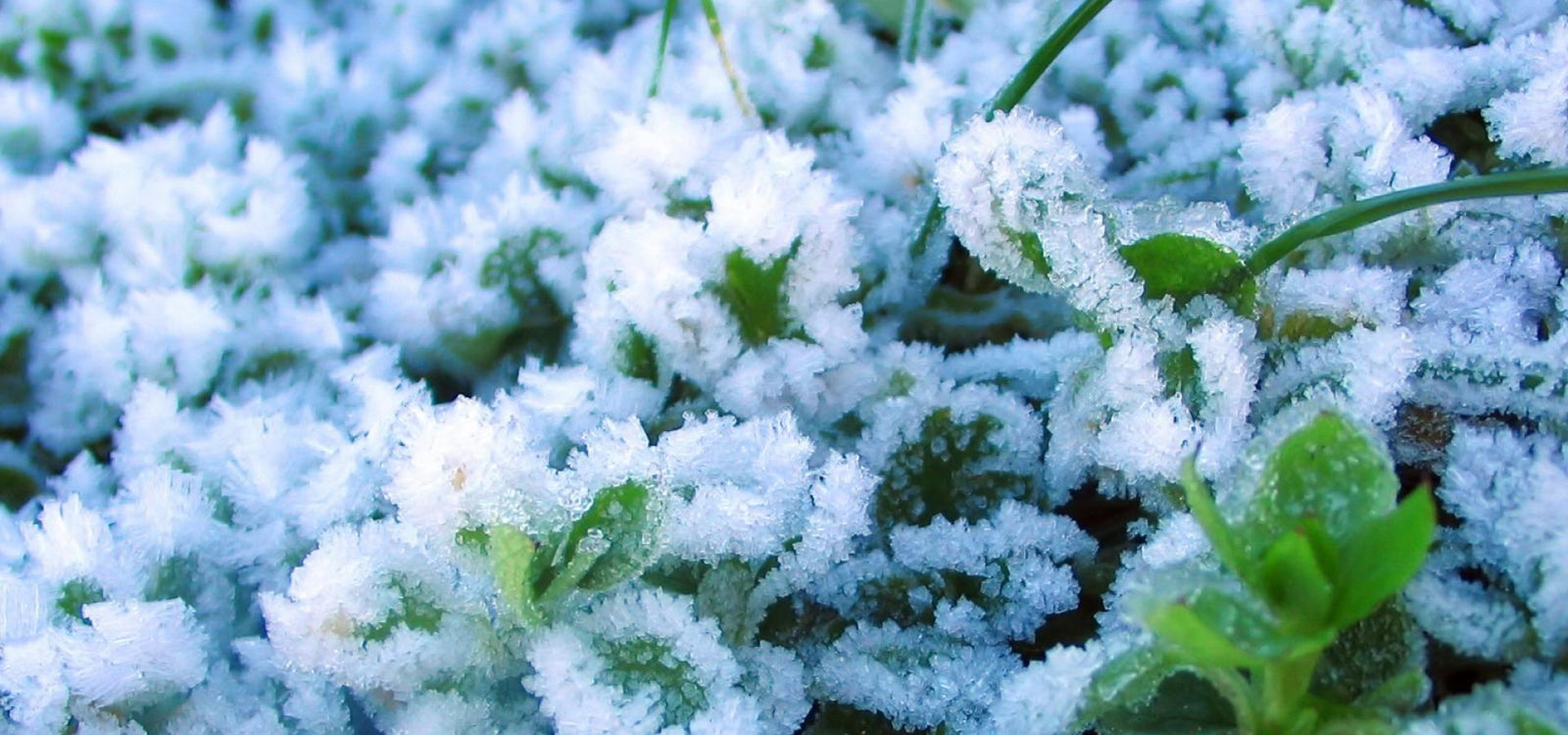 How To Grow Garden Vegetables During Winter